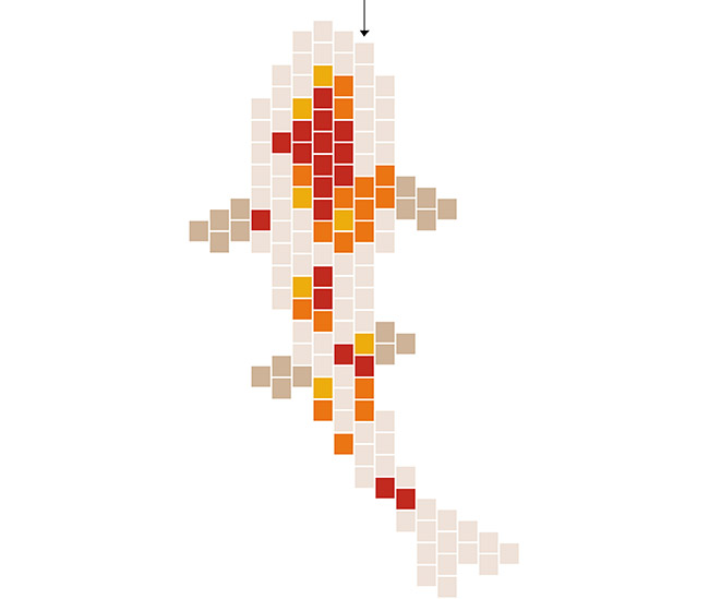 White and orange koi carp weaving grid