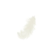 Feathers 8 to 12 cm Cream x10gr|raw }}