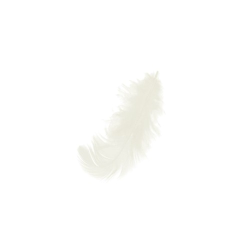 Feathers 8 to 12 cm Cream x10gr