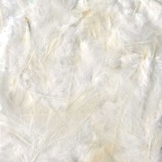 Feathers 8 to 12 cm Cream x10gr