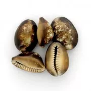 Assortment of seashells without hole - Tiger Cauri Natural x 5