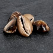 Assortment of seashells without hole - Tiger Cauri Natural x 5