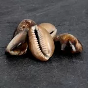 Assortment of seashells without hole - Tiger Cauri Natural x 5