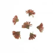 Dried and pressed mauve Peacock  flowers for DIY creation x24