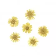 Dried and pressed yellow Chrysanthemum flowers for DIY creation x12