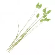 Dried green phalaris flowers for DIY creation x10 stalks