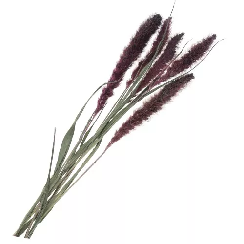 Dried lavender foxtail flowers for DIY creation x5 stalks