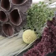 Dried Platyspermum for DIY creation x1 stalk