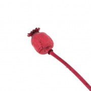 Dried red poppy flower for DIY creation x1 stalk|raw }}