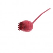Dried red poppy flower for DIY creation x1 stalk