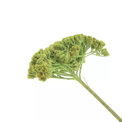 Dried flowers x1 stalk