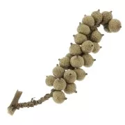 Dried flowers x1 small-stalk