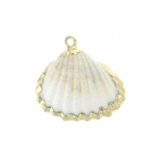 Genuine seashell pendant  20-30 mm Natural / Gold Tone x1