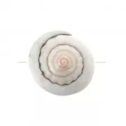 Seashell bead 15 x 8 mm For the DIY jewelry creation x1