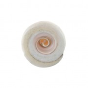 Seashell bead 15 x 8 mm For the DIY jewelry creation x1