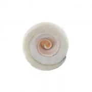 Seashell bead 15 x 8 mm For the DIY jewelry creation x1