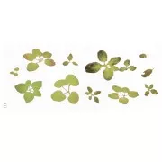 Lot of 11 3D effect sheets  - Foliage for accessories and jewelry resin x1