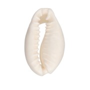 Cauri Shell - 15 to 19 mm - Natural x 1