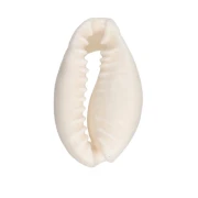 Cauri Shell - 15 to 19 mm - Natural  x 1