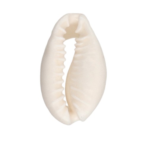 Cauri Shell - 15 to 19 mm - Natural x 1