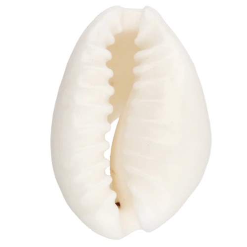 Cauri Shell - 15 to 19 mm - Natural  x 1