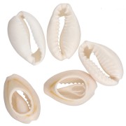 Cauri Shell - 15 to 19 mm - Natural  x 1