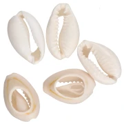 Cauri Shell - 15 to 19 mm - Natural x 1