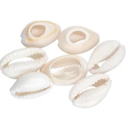 Cauri Shell - 15 to 19 mm - Natural x 1