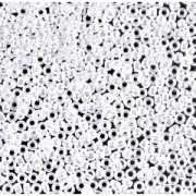 Miyuki Seed beads 15/0 420 - Opaque White Pearl Ceylon|raw }}