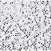 Miyuki Seed beads 15/0 420 - Opaque White Pearl Ceylon