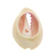 Half-shell Cauri with a colour gradation from Pink to Yellow - 20 to 26 mm x1