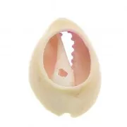 Half-shell Cauri with a colour gradation from Pink to Yellow - 20 to 26 mm x1