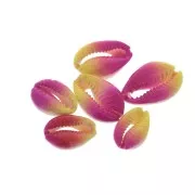 Half-shell Cauri with a colour gradation from Pink to Yellow - 20 to 26 mm x1