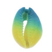 Half-shell Cauri with a colour gradation from Blue to Yellow - 20 to 26 mm x1|raw }}