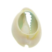 Half-shell Cauri with a colour gradation from Blue to Yellow - 20 to 26 mm x1