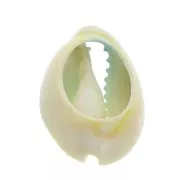 Half-shell Cauri with a colour gradation from Blue to Yellow - 20 to 26 mm x1