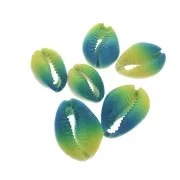 Half-shell Cauri with a colour gradation from Blue to Yellow - 20 to 26 mm x1