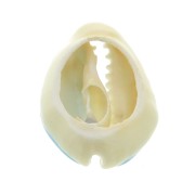 Cauri shell with epoxy resin for DIY jewelry creation - 20 / 25 mm - Blue x1