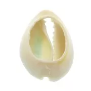 Cauri shell with epoxy resin for DIY jewelry creation - 20 / 25 mm - Sky Blue x1