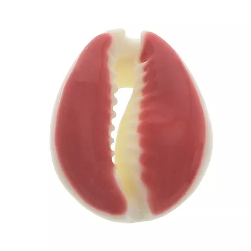 Cauri shell with epoxy resin for DIY jewelry creation - 20 / 25 mm - Rust x1