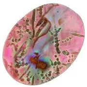 Abalone cabochon 25x18mm pink x1
