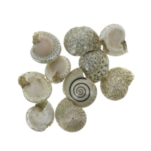 Assortment of mini shells 10 mm Natural Brown for DIY jewelry creation x10