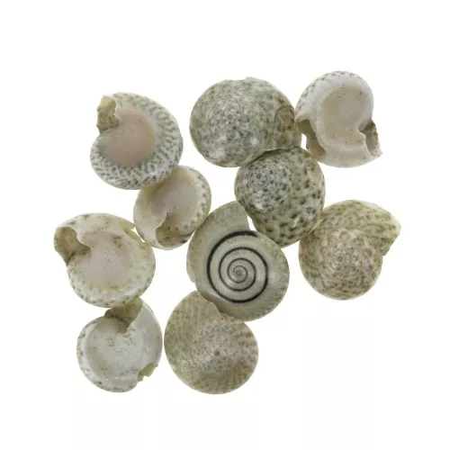 Assortment of mini shells 10 mm Natural Brown for DIY jewelry creation x10