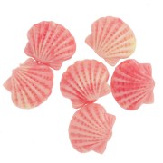 Resin shell bead 10x12 mm - Grenadine x1