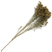 Dried and yellow gypsophila flower for DIY creations x1 stalk|raw }}