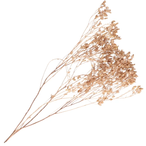 Dried and yellow gypsophila flower for DIY creations x1 stalk