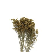 Dried and yellow gypsophila flower for DIY creations x1 stalk