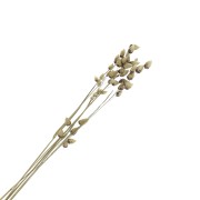 Natural Briza Maxima dried flowers for DIY creations x5 stalks|raw }}