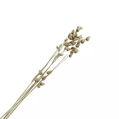 Natural Briza Maxima dried flowers for DIY creations x5 stalks