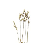 Natural Briza Maxima dried flowers for DIY creations x5 stalks